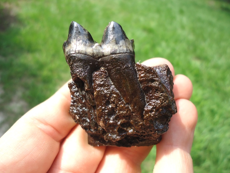 Large image 1 Section of Tapir Mandible with a Perfect Tooth