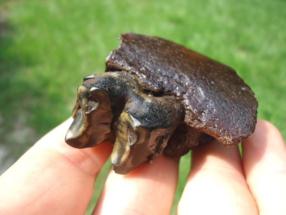 Large image 2 Section of Tapir Mandible with a Perfect Tooth