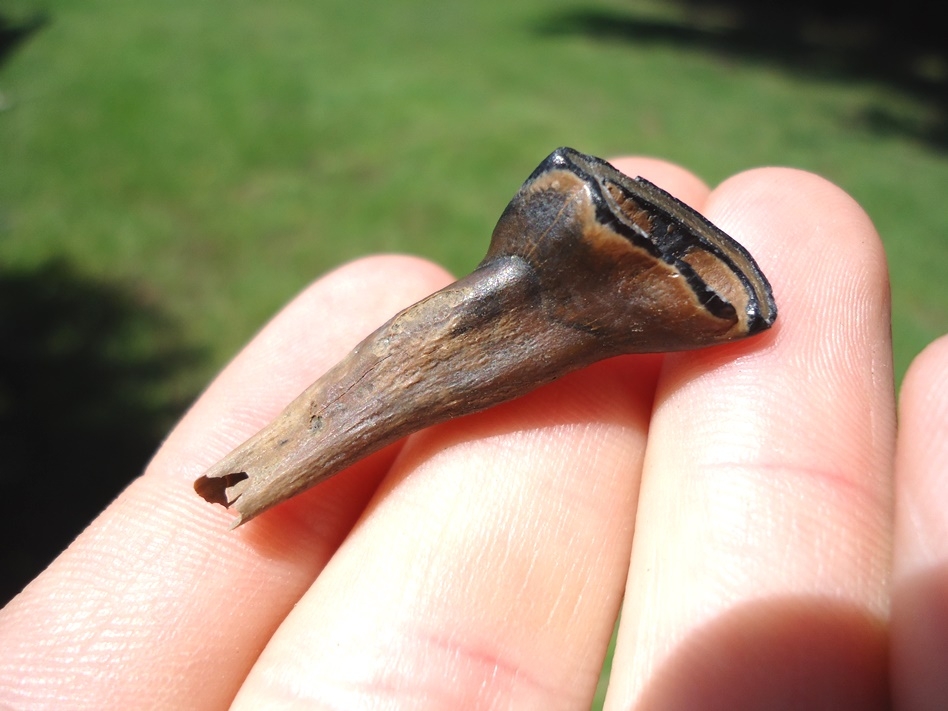 Large image 1 Deciduous Horse Incisor Tooth