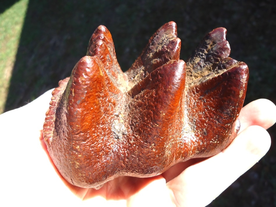 Large image 1 World Class Brick Red Mastodon Tooth