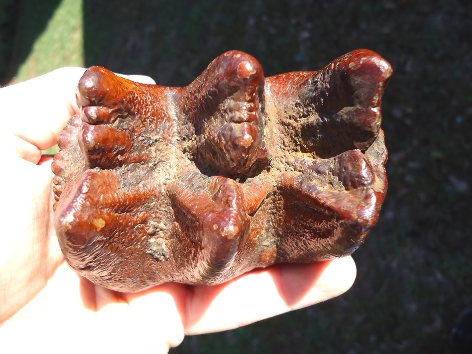 Large image 2 World Class Brick Red Mastodon Tooth