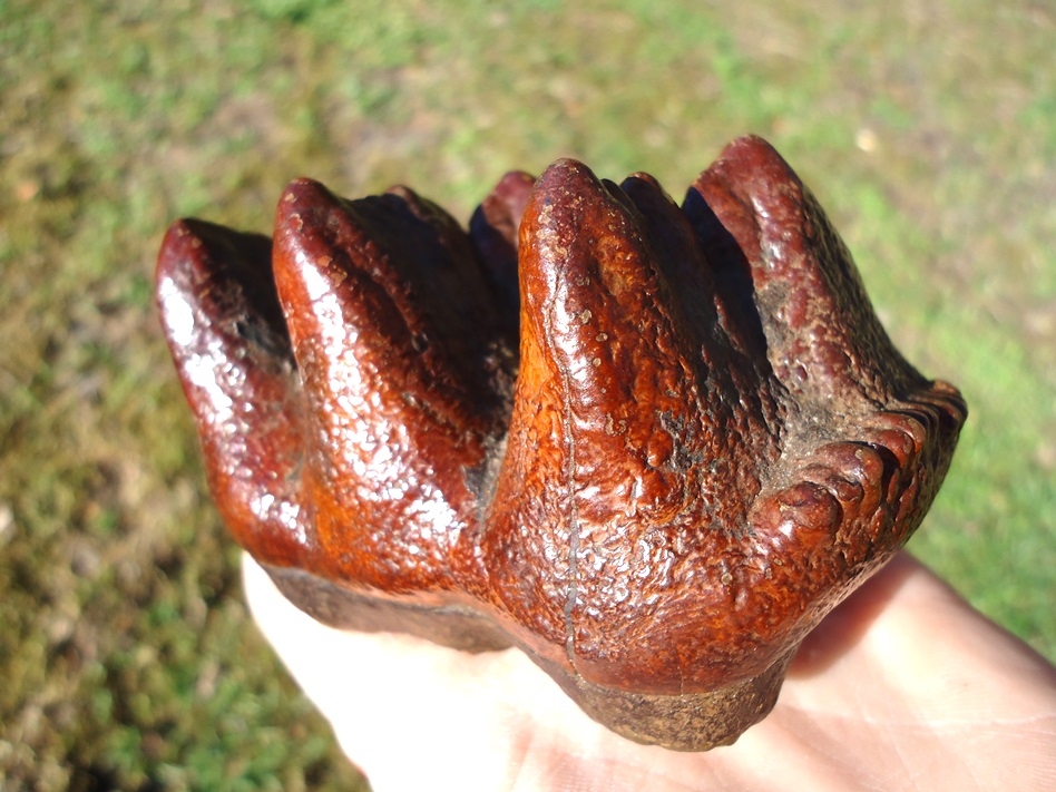 Large image 3 World Class Brick Red Mastodon Tooth