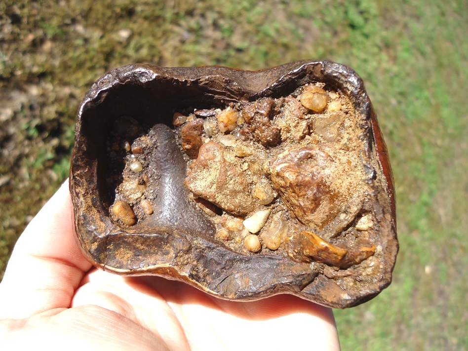 Large image 4 World Class Brick Red Mastodon Tooth