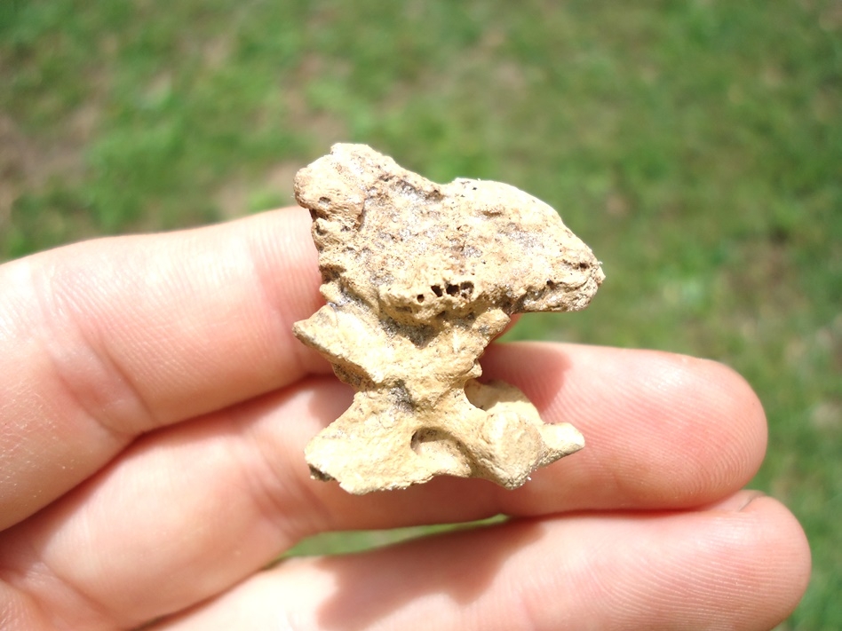 Large image 1 Uncommon Opossum Axis Vertebra