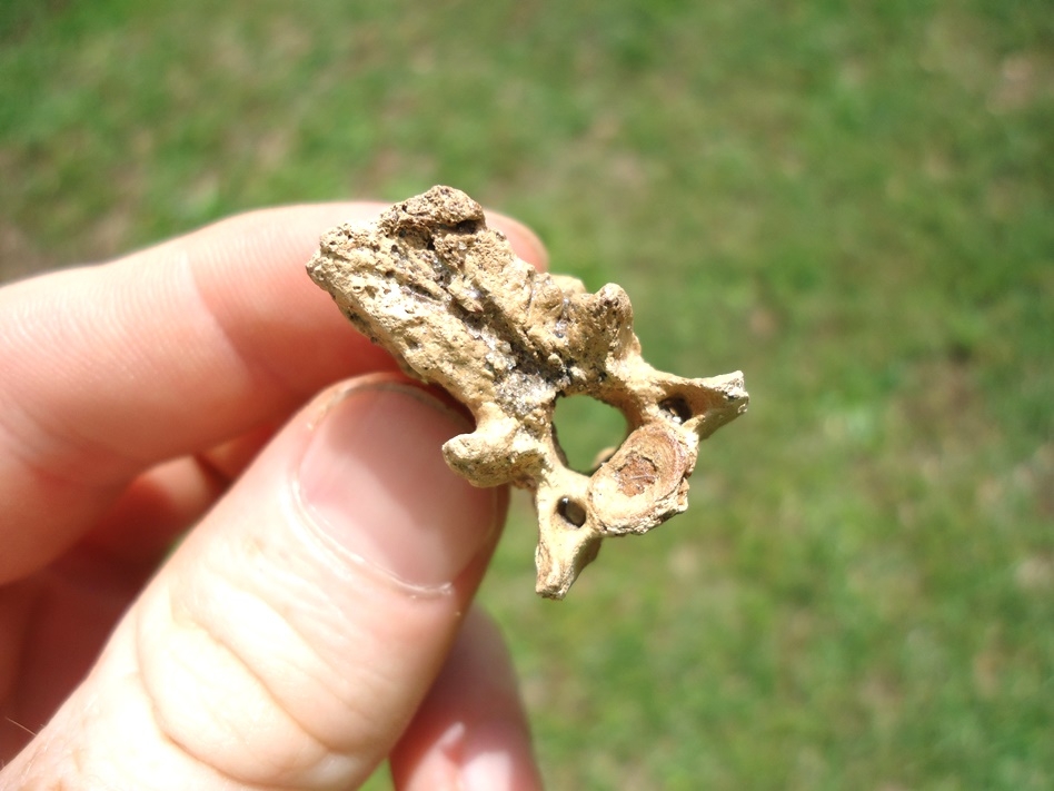 Large image 2 Uncommon Opossum Axis Vertebra