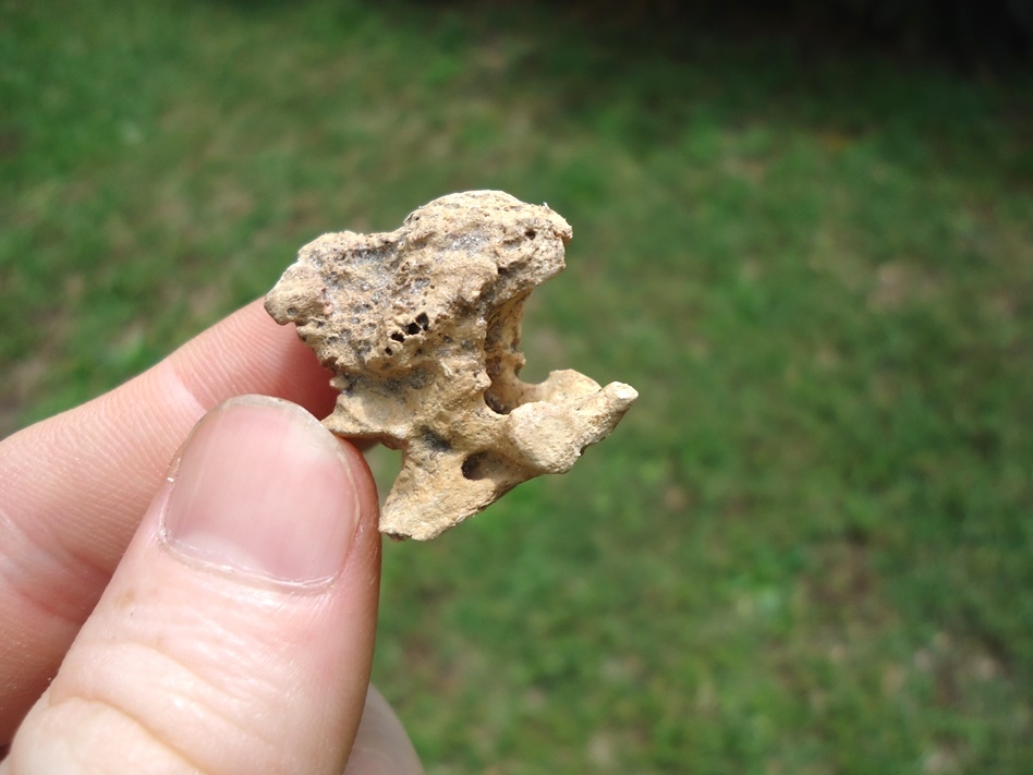 Large image 3 Uncommon Opossum Axis Vertebra