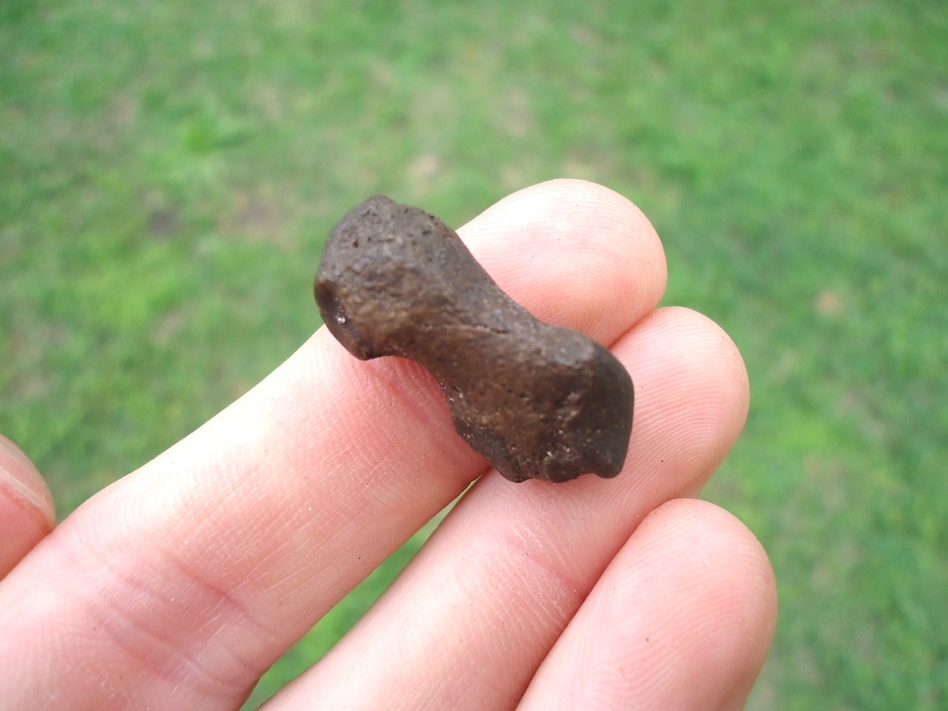 Large image 1 Uncommon Beaver Metapodial