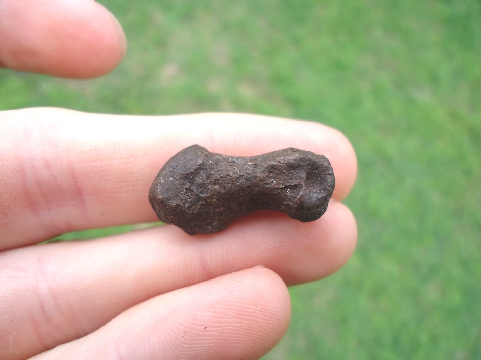 Large image 3 Uncommon Beaver Metapodial