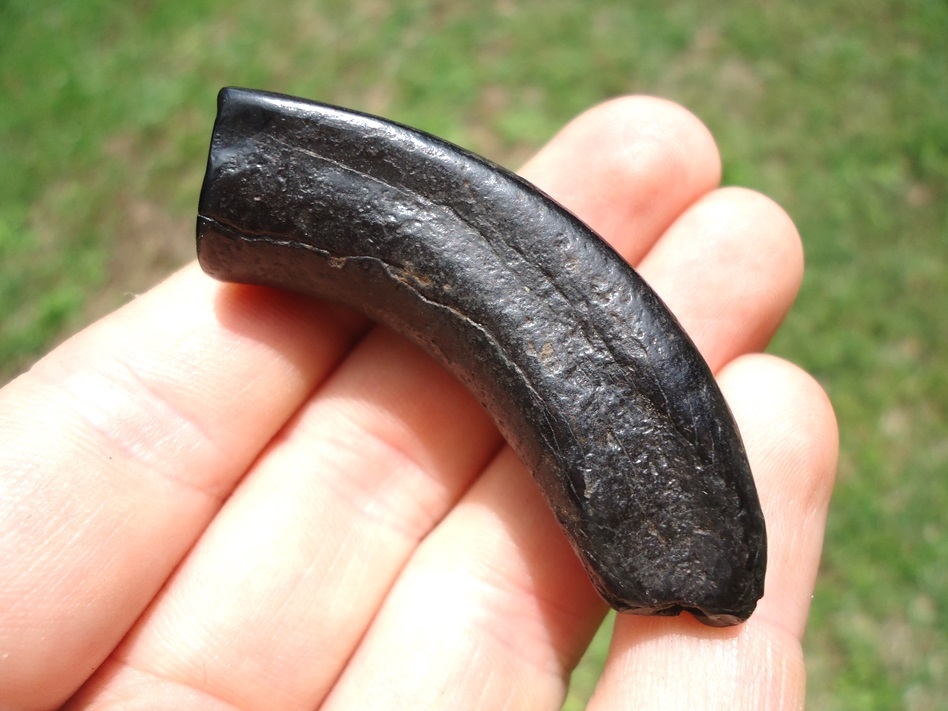 Large image 1 Glossy Black Horse Incisor Tooth