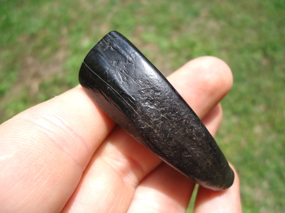Large image 2 Glossy Black Horse Incisor Tooth