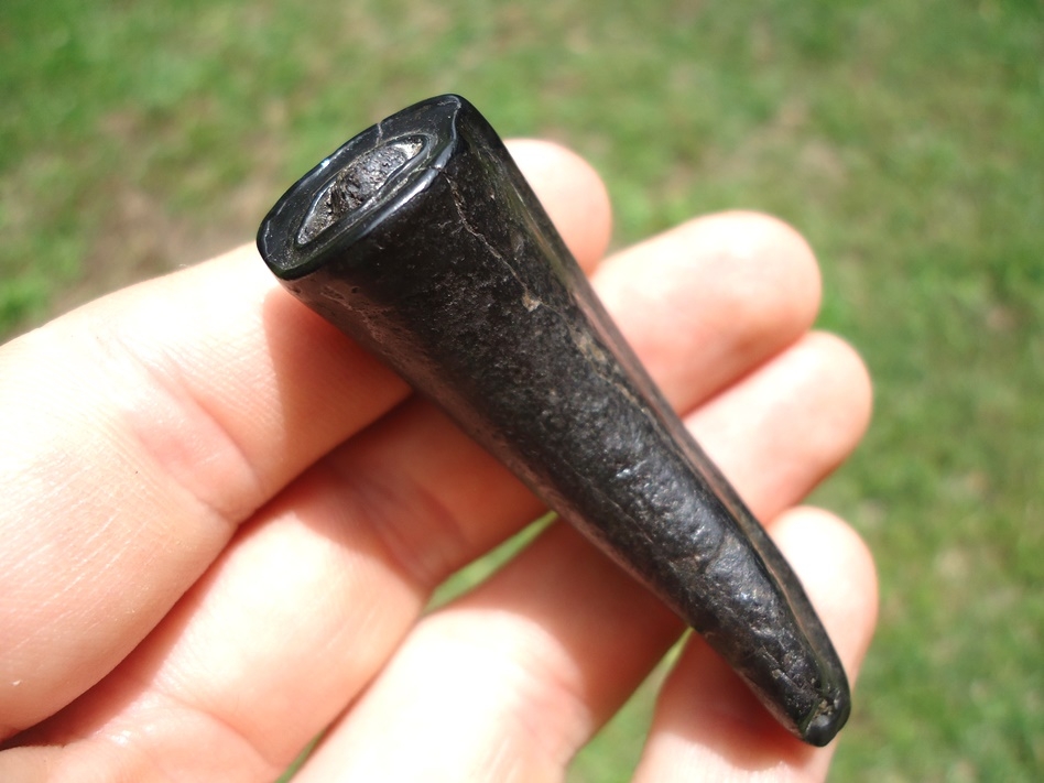 Large image 3 Glossy Black Horse Incisor Tooth