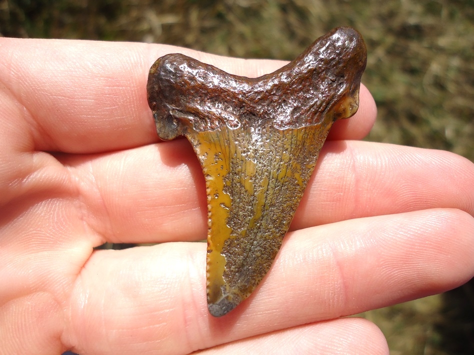 Bargain Colorful Auriculatus Shark Tooth | Recently Sold | FOSSILS
