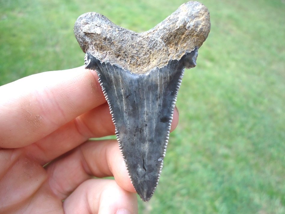 Large image 1 Very Symmetrical Auriculatus Shark Tooth