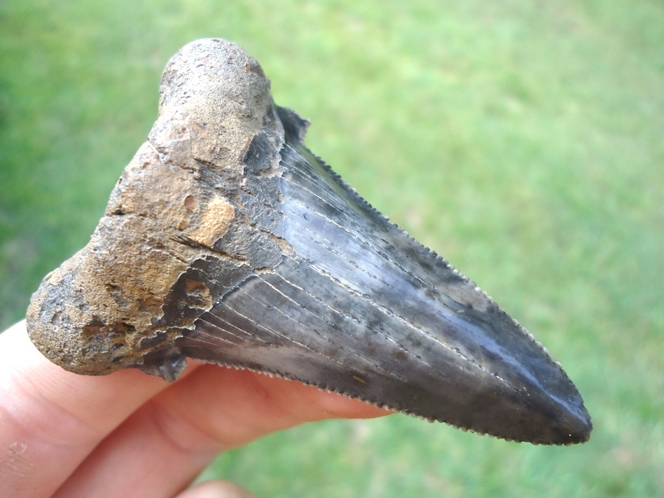 Large image 2 Very Symmetrical Auriculatus Shark Tooth