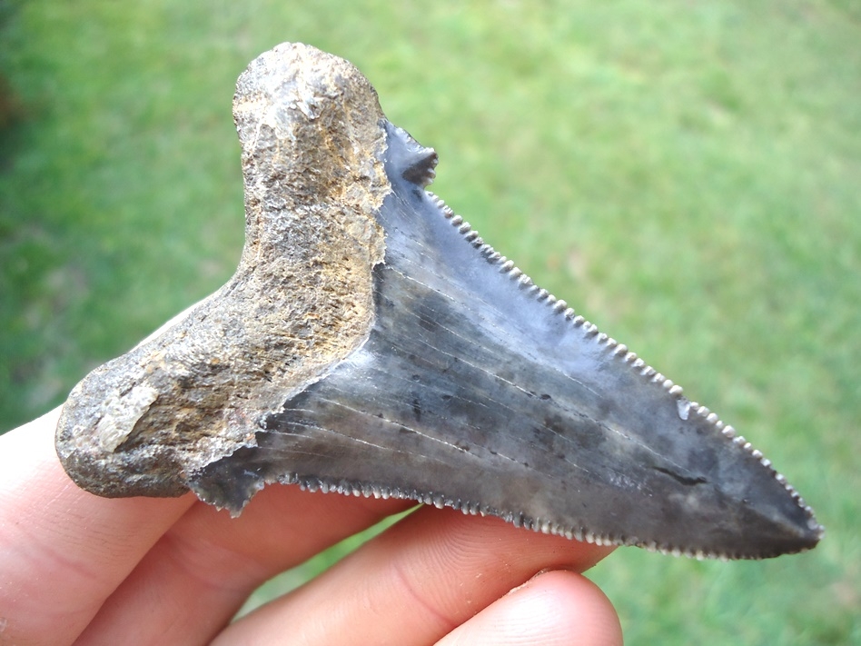 Large image 3 Very Symmetrical Auriculatus Shark Tooth