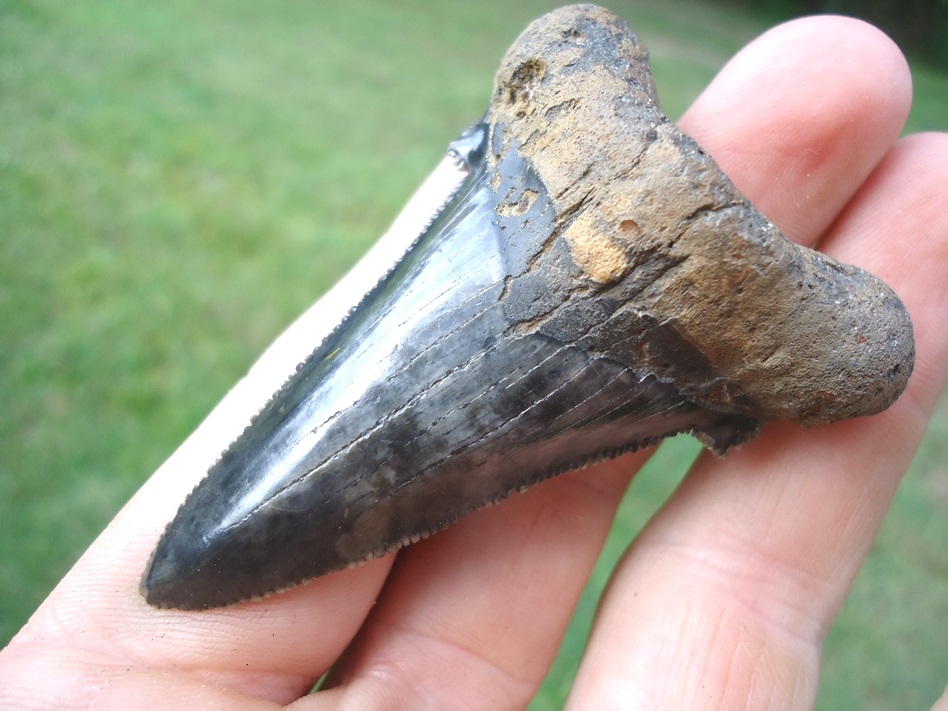 Large image 4 Very Symmetrical Auriculatus Shark Tooth