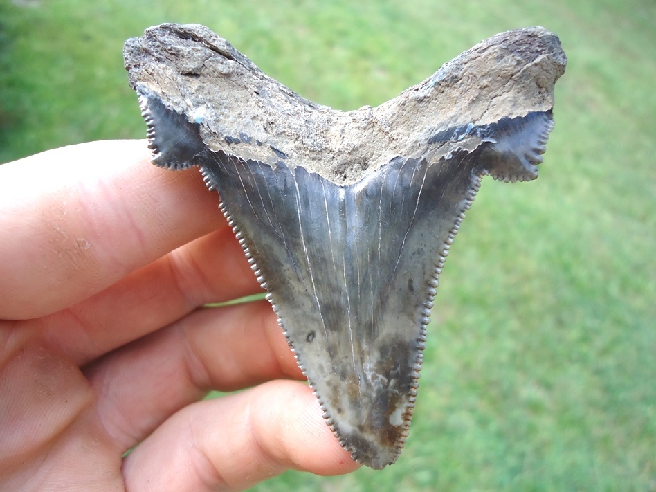 Large image 1 Big, Wide Charcoal Auriculatus Shark Tooth