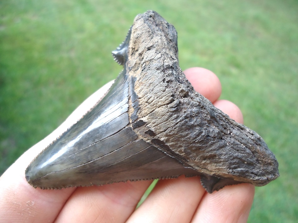Large image 2 Big, Wide Charcoal Auriculatus Shark Tooth