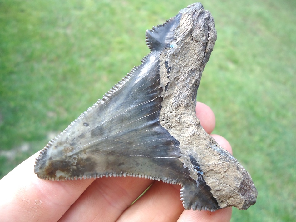 Large image 3 Big, Wide Charcoal Auriculatus Shark Tooth