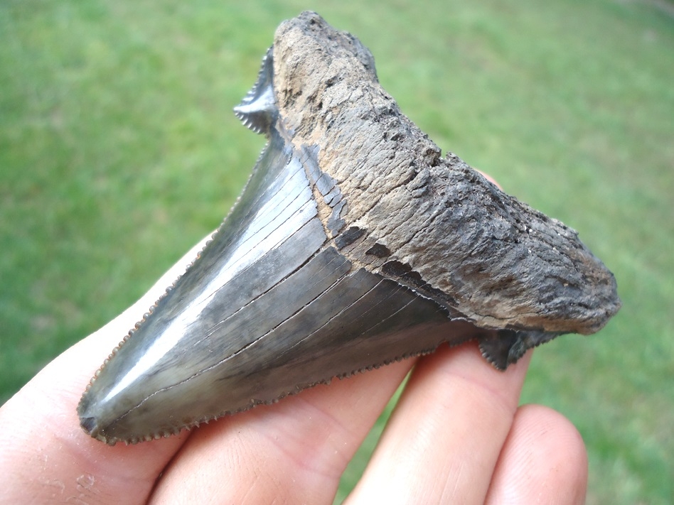 Large image 4 Big, Wide Charcoal Auriculatus Shark Tooth