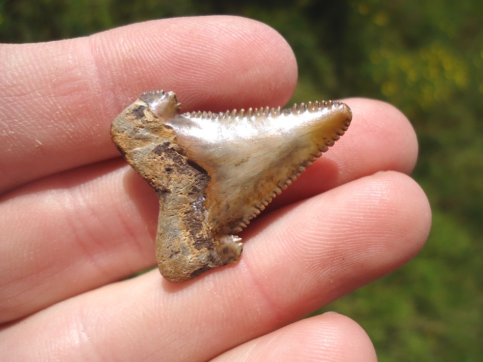 Large image 3 Sweet Little Baby Auriculatus Shark Tooth