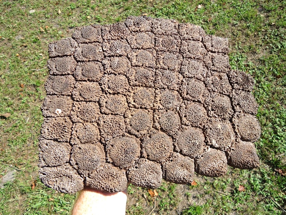 Large image 3 Incredible Plate of 53 Glyptodont Scutes