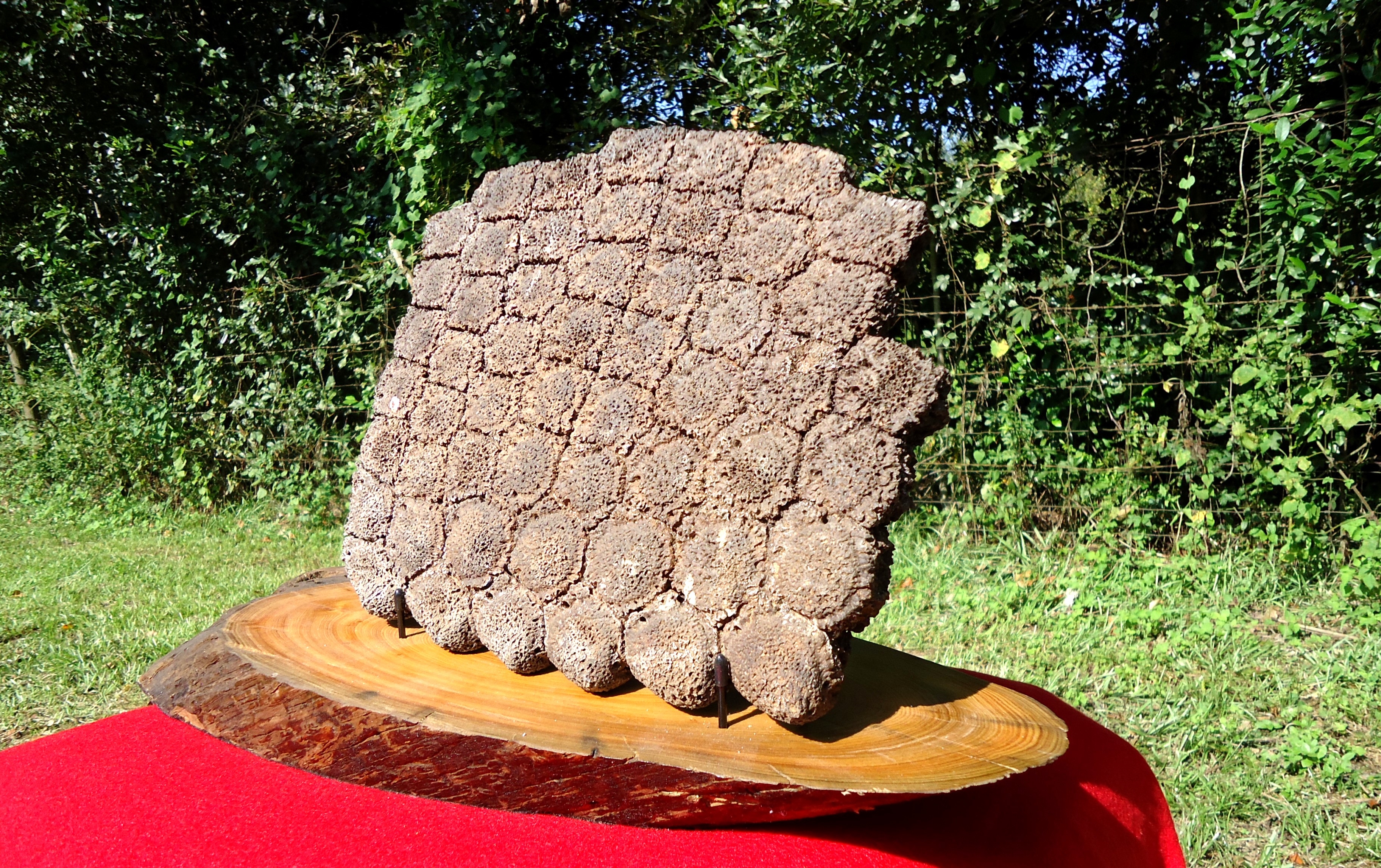 Large image 1 Incredible Plate of 53 Glyptodont Scutes