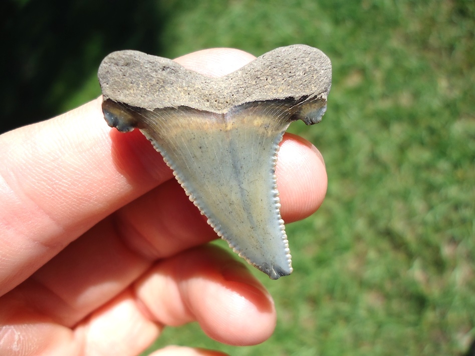 Large image 1 Baby Blue Juvenile Auriculatus Shark Tooth