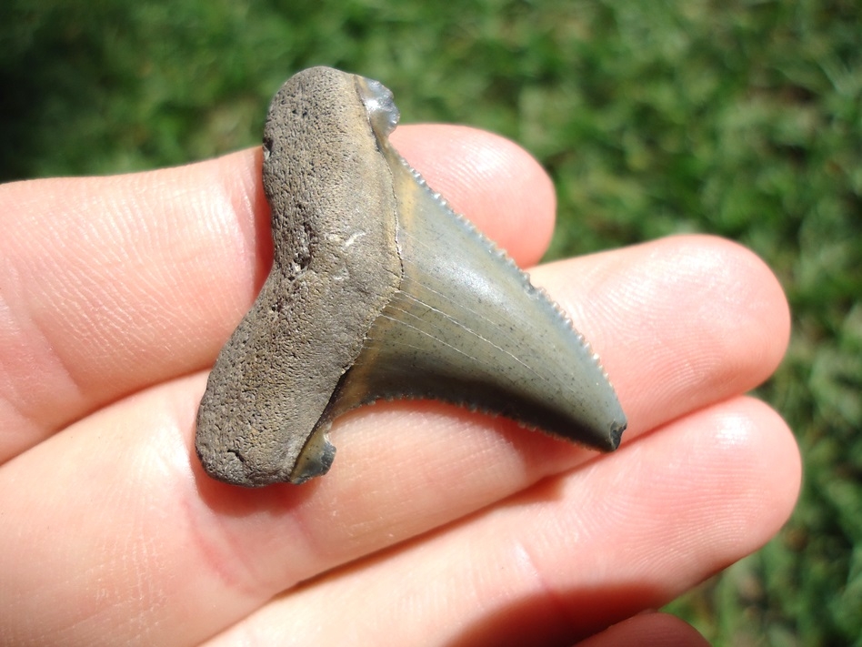 Large image 2 Baby Blue Juvenile Auriculatus Shark Tooth