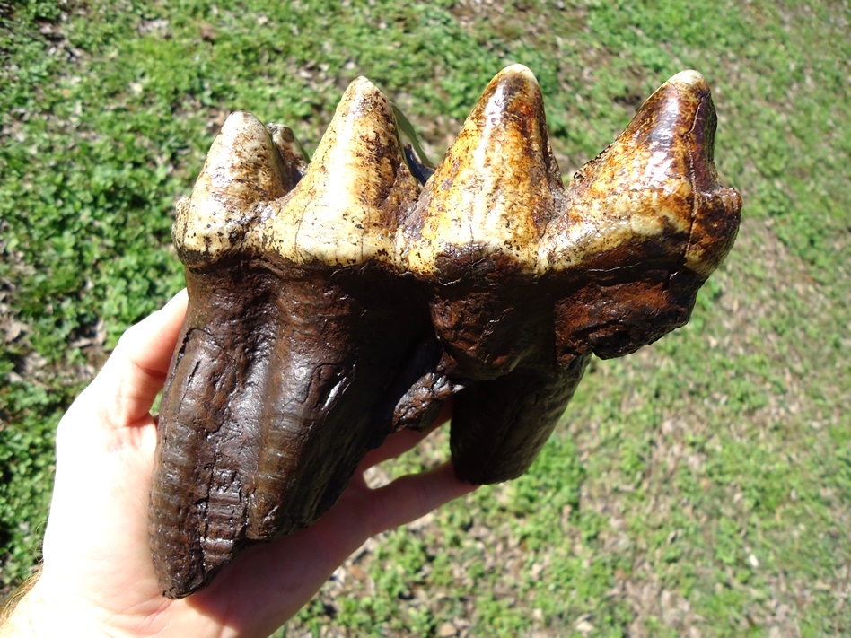 Large image 1 Incredibly Colorful Rooted Mastodon Tooth