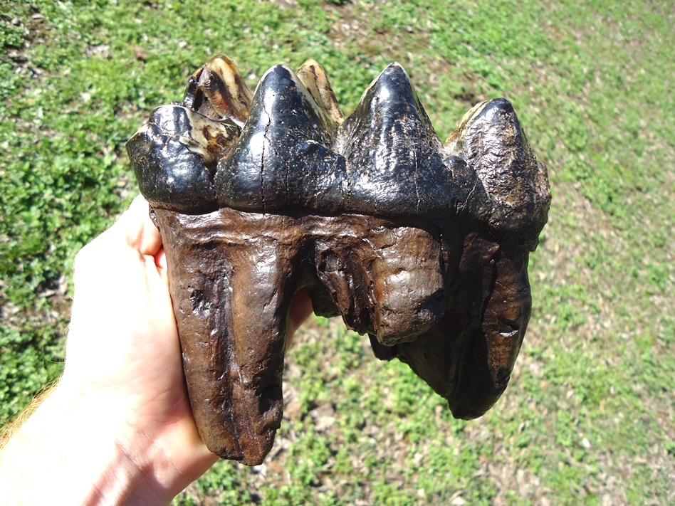 Large image 2 Incredibly Colorful Rooted Mastodon Tooth