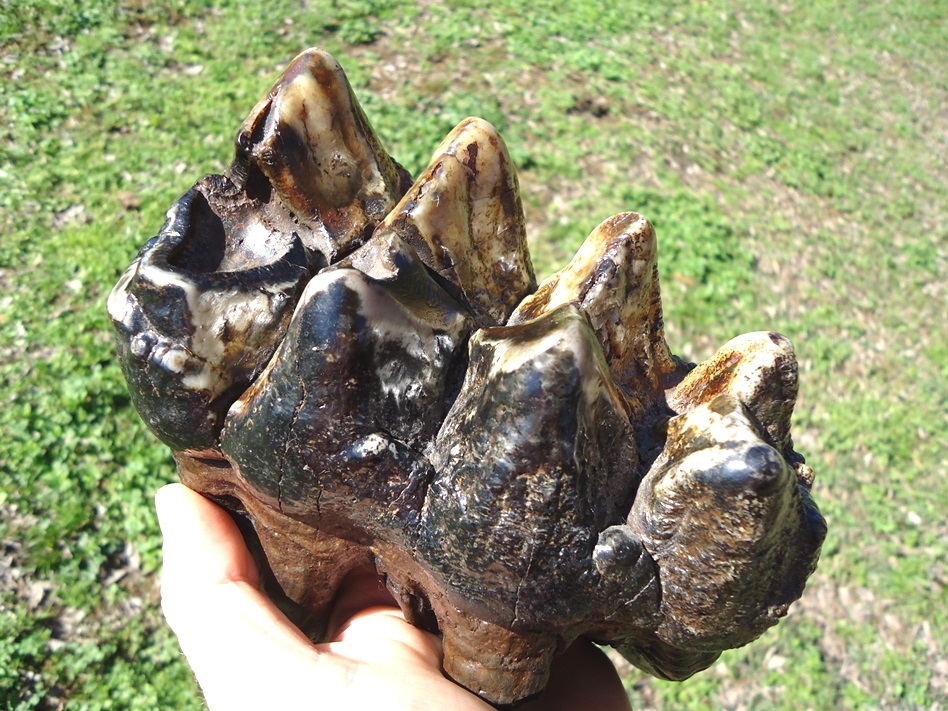 Large image 3 Incredibly Colorful Rooted Mastodon Tooth