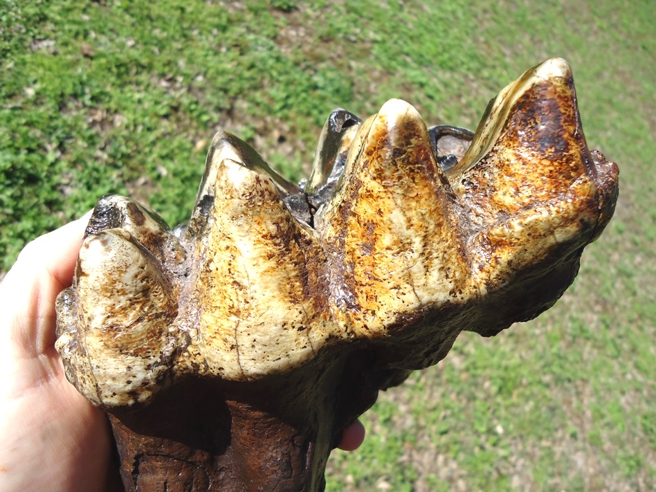 Large image 4 Incredibly Colorful Rooted Mastodon Tooth