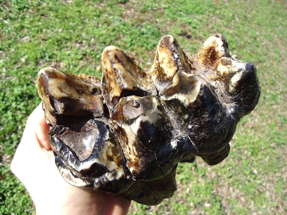 Large image 5 Incredibly Colorful Rooted Mastodon Tooth