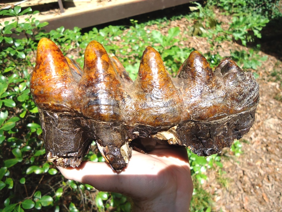 Large image 1 Stunning Orange Five-Hump Mastodon Tooth