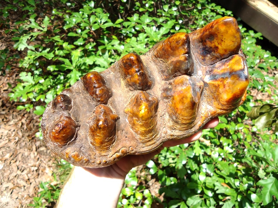 Large image 2 Stunning Orange Five-Hump Mastodon Tooth