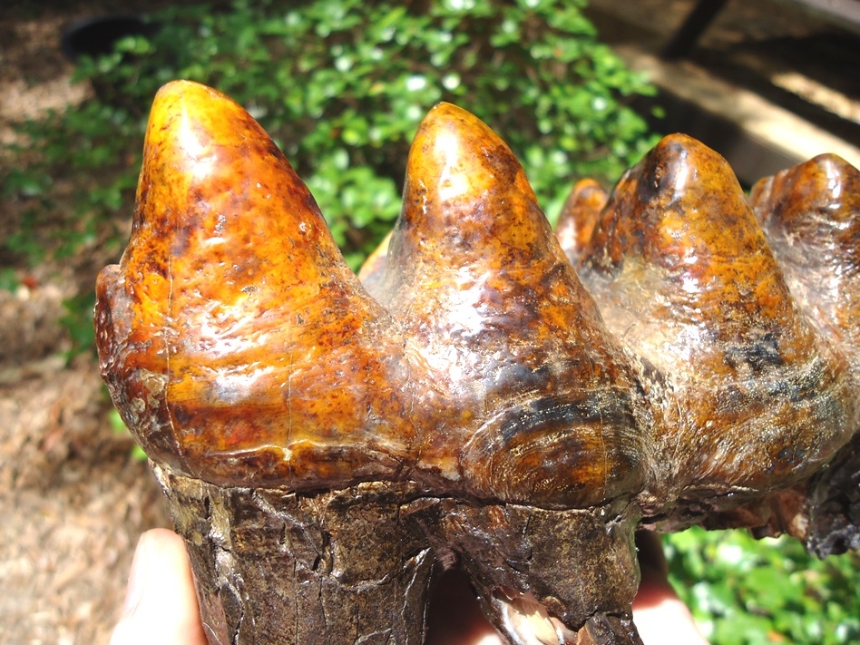 Large image 3 Stunning Orange Five-Hump Mastodon Tooth