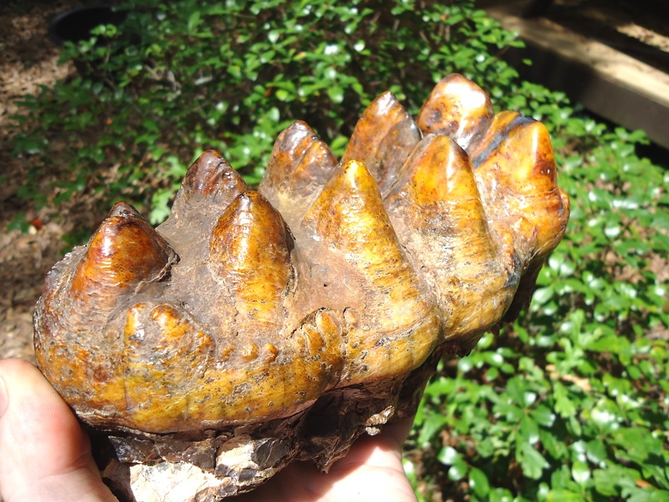 Large image 5 Stunning Orange Five-Hump Mastodon Tooth