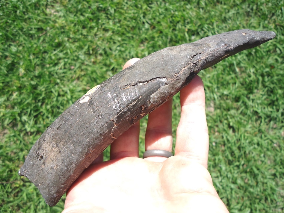 Large image 1 Huge 6 3/4' Sperm Whale Tooth