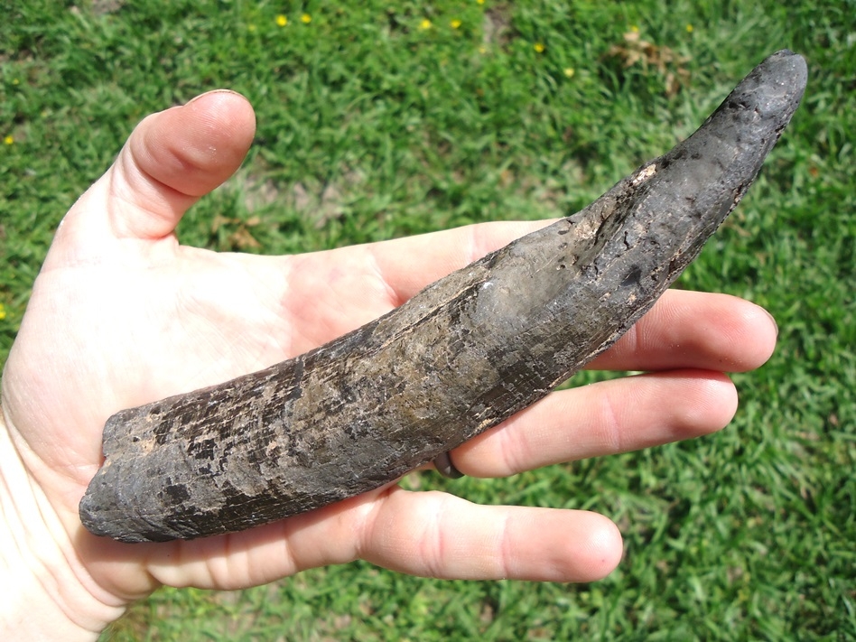 Large image 2 Huge 6 3/4' Sperm Whale Tooth