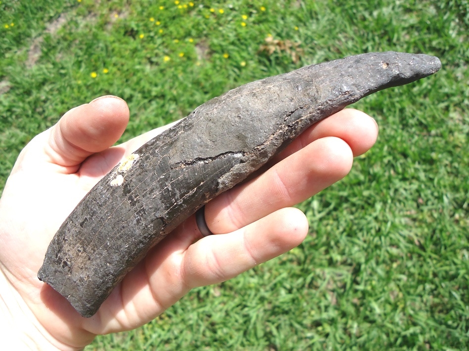 Large image 3 Huge 6 3/4' Sperm Whale Tooth