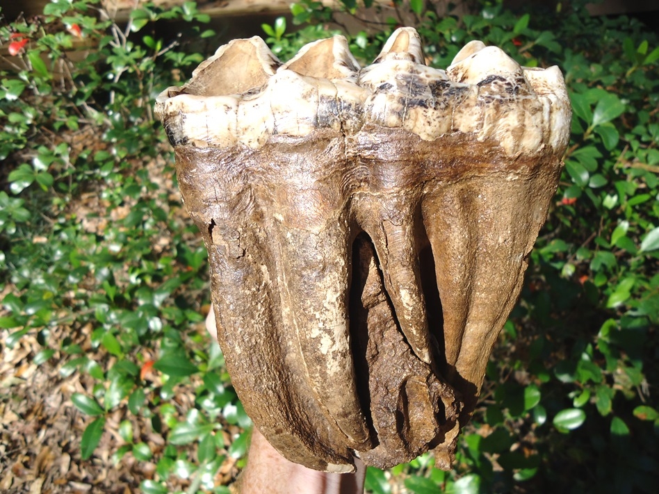 Large image 1 Fully Rooted White Mastodon Molar