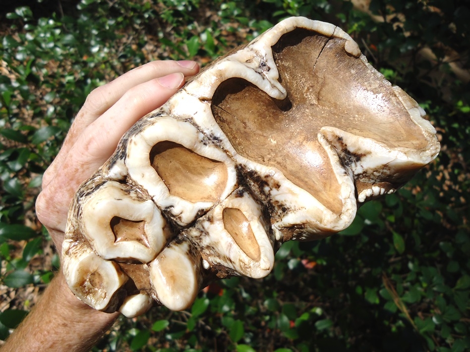 Large image 2 Fully Rooted White Mastodon Molar