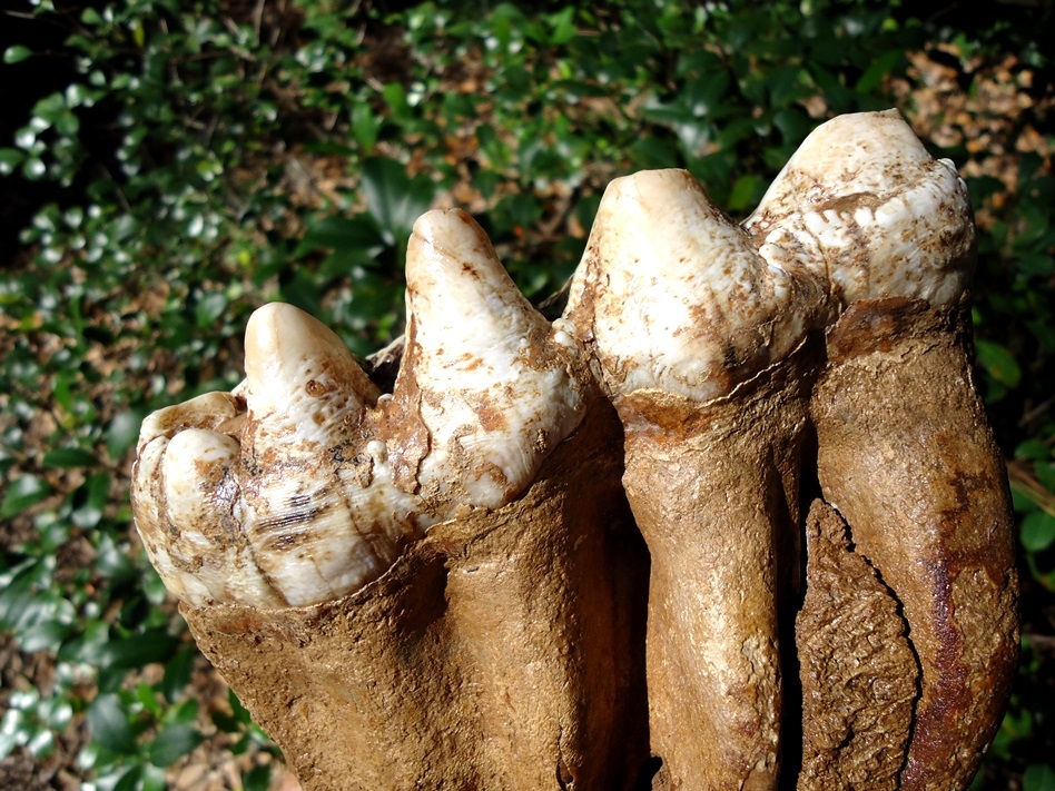 Large image 3 Fully Rooted White Mastodon Molar