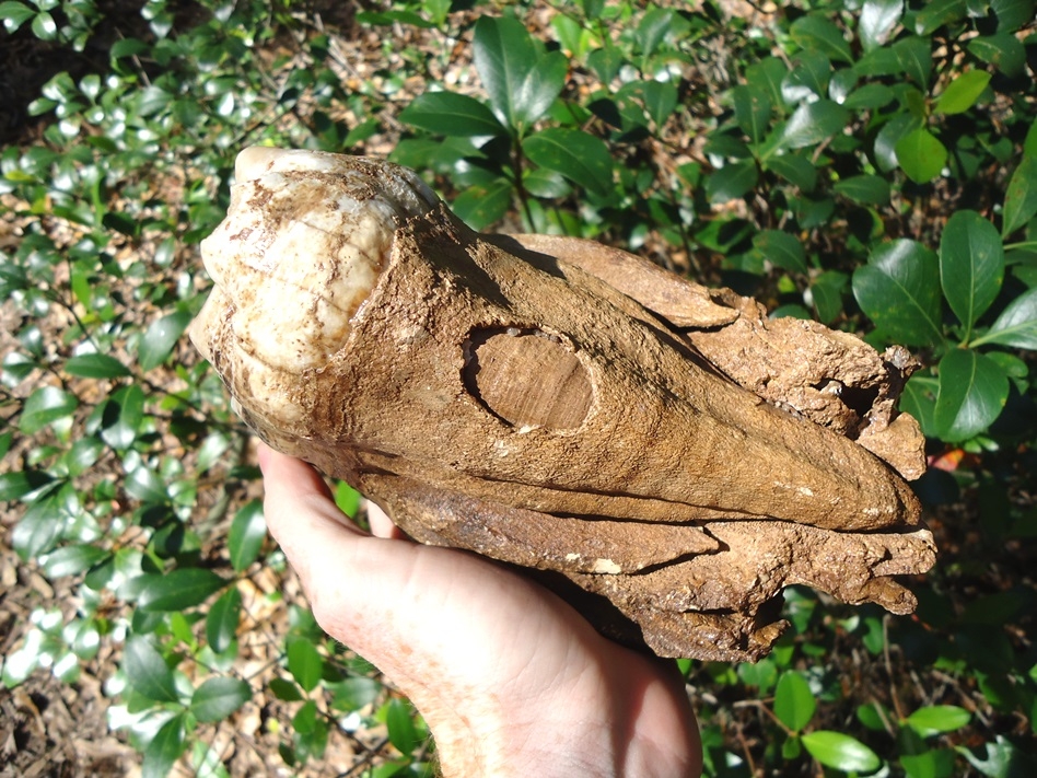 Large image 4 Fully Rooted White Mastodon Molar