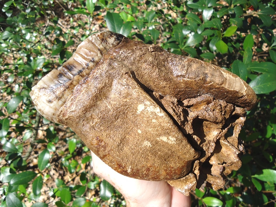 Large image 5 Fully Rooted White Mastodon Molar