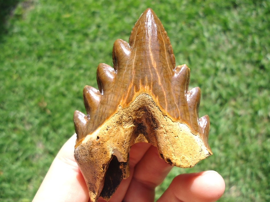 Large image 1 Incredible Florida Archaeocete Whale Tooth