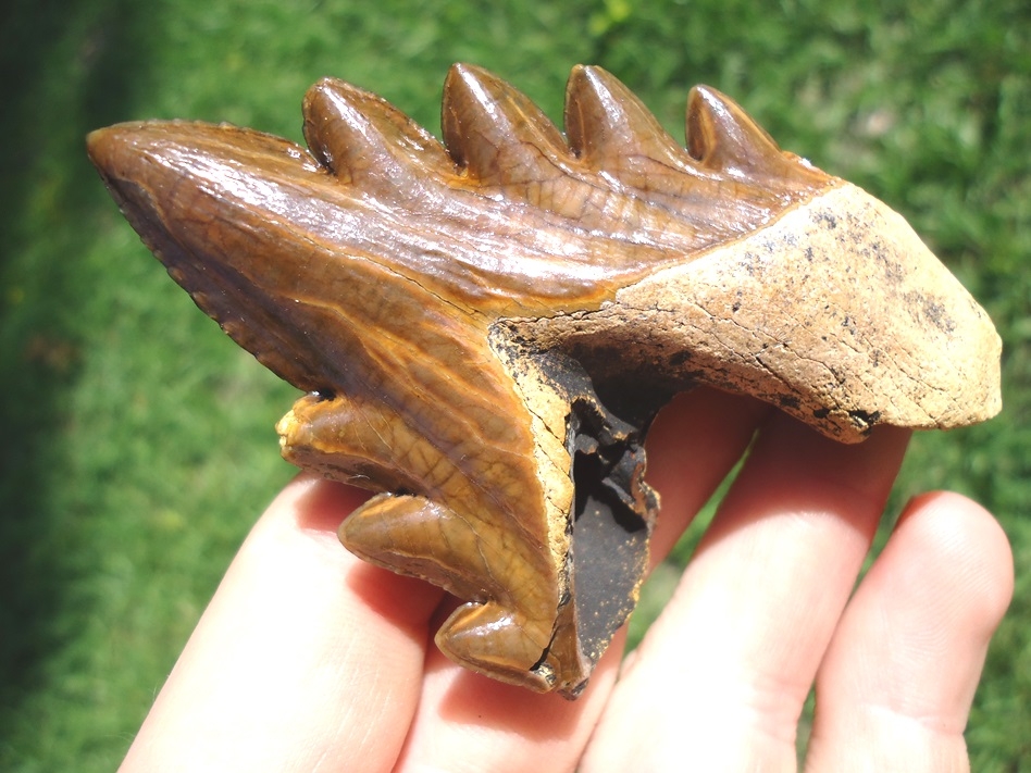 Large image 2 Incredible Florida Archaeocete Whale Tooth
