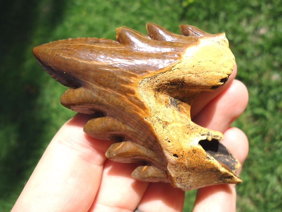 Large image 3 Incredible Florida Archaeocete Whale Tooth