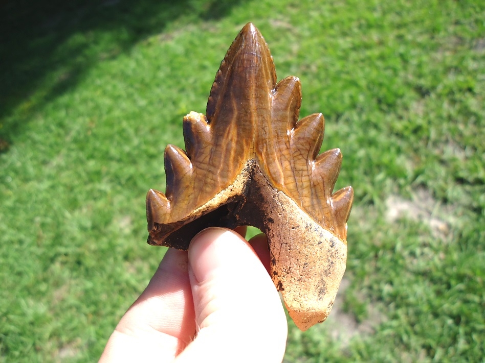 Large image 4 Incredible Florida Archaeocete Whale Tooth